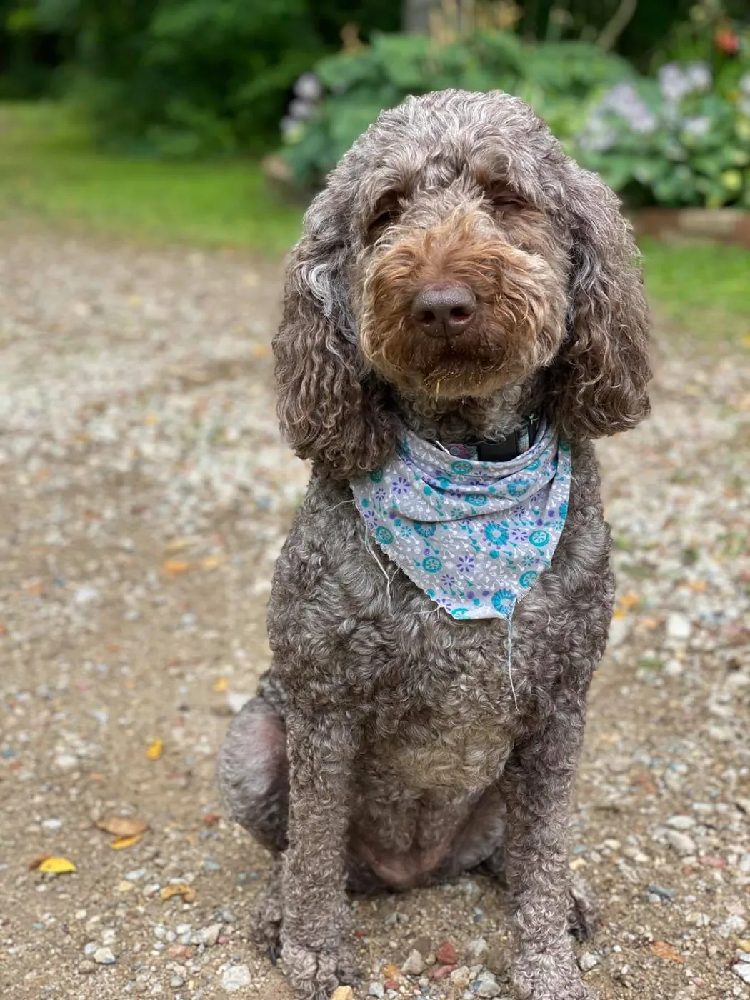 Curly brown Goldendoodle wearing a blue floral bandana, sitting on a gravel path in West Michigan