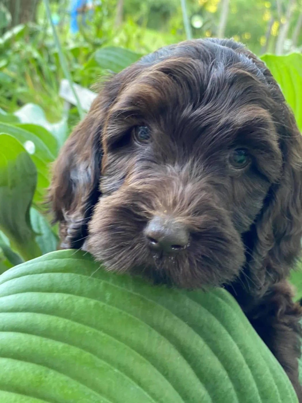 Chocolate Goldendoodle puppy resting its chin on a green hosta leaf in the garden