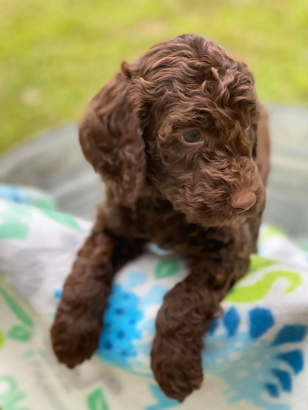 Chocolate Goldendoodle puppy resting on a floral blanket