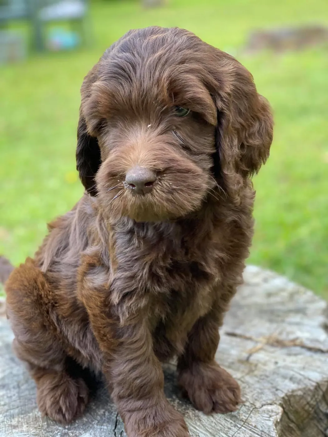 Chocolate Goldendoodle puppy sitting on a tree stump in the grass
