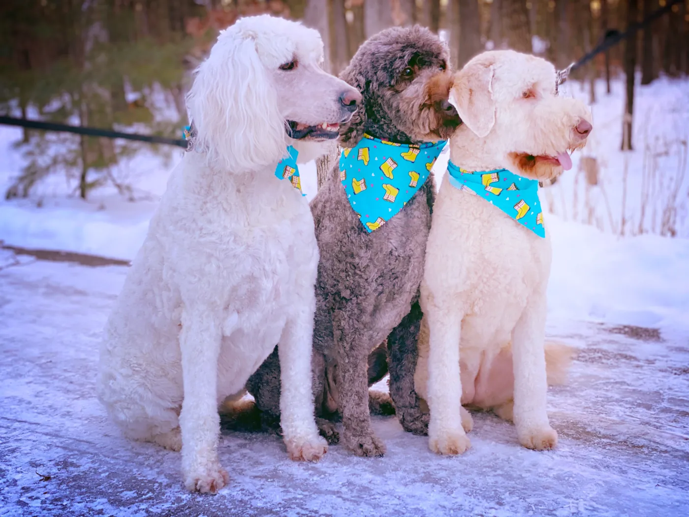 White and silver Poodles and a cream Goldendoodle sitting together in the snow wearing teal bandanas