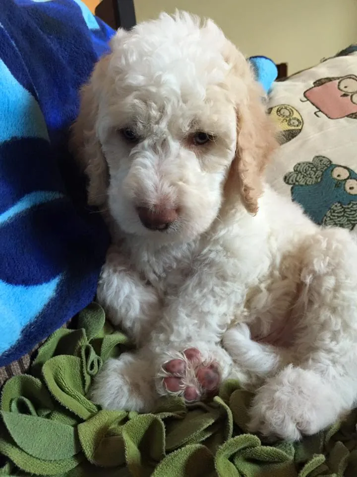 Fluffy cream Goldendoodle puppy lounging on a blue blanket