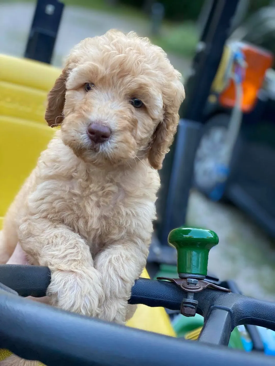 Cream Goldendoodle puppy with paws on the steering wheel of a lawn tractor