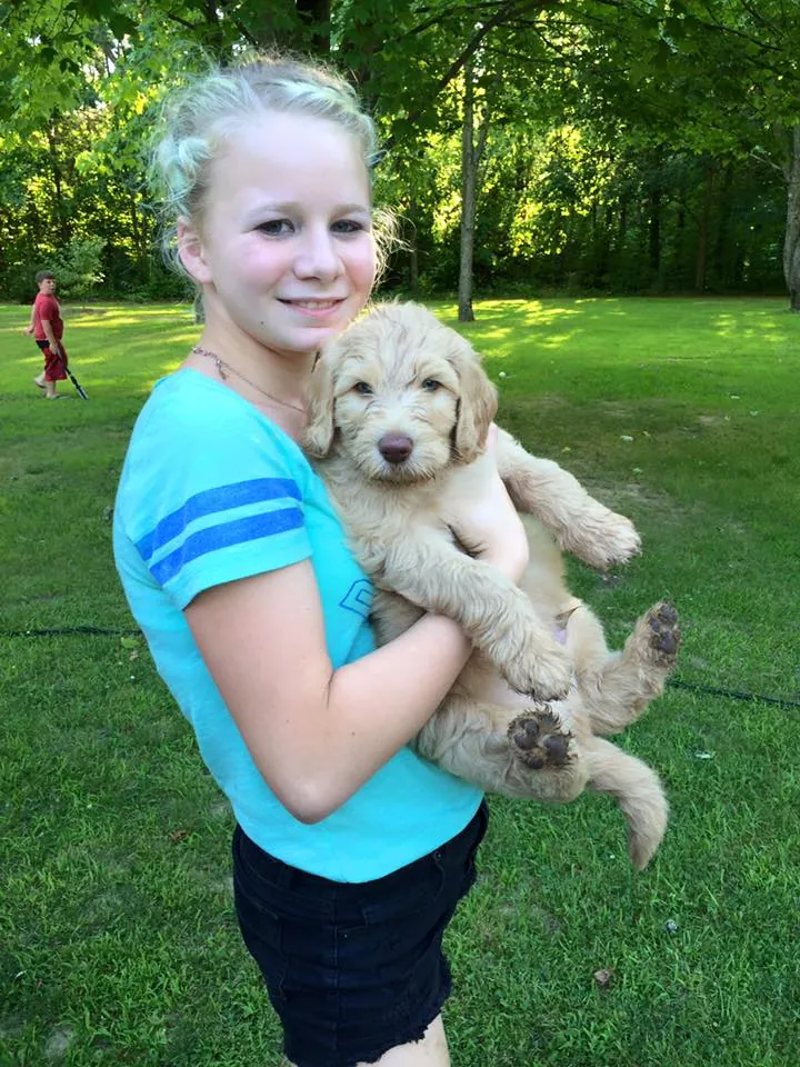 Girl in a teal shirt holding a golden Goldendoodle puppy on a green lawn