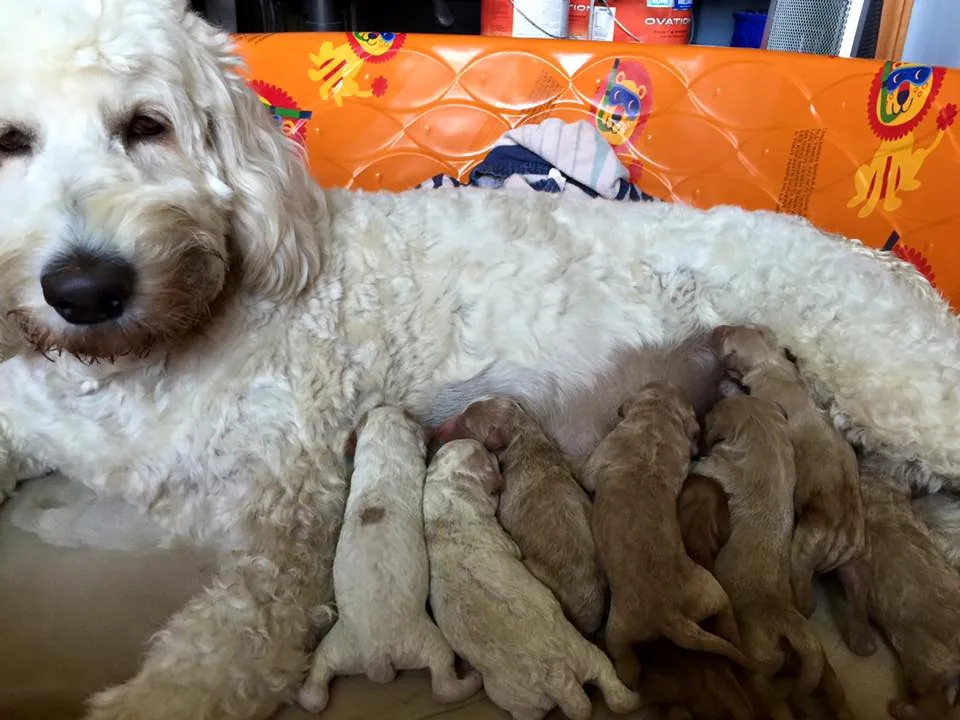 Cream Goldendoodle mother nursing her newborn puppies