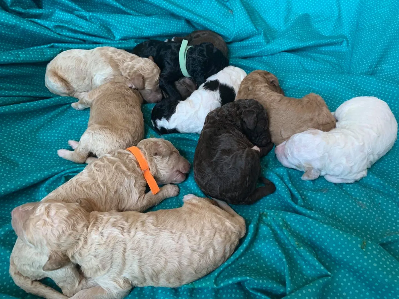 Litter of newborn Goldendoodle puppies in cream, chocolate and black sleeping on a teal blanket