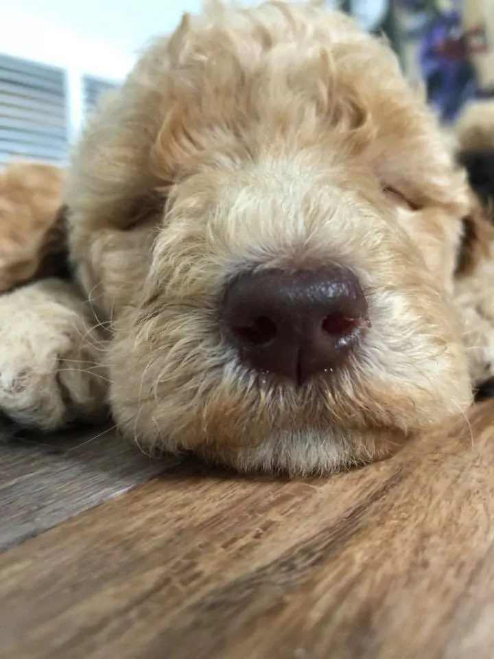 Close-up of a sleeping apricot Goldendoodle puppy resting its head on a wood floor
