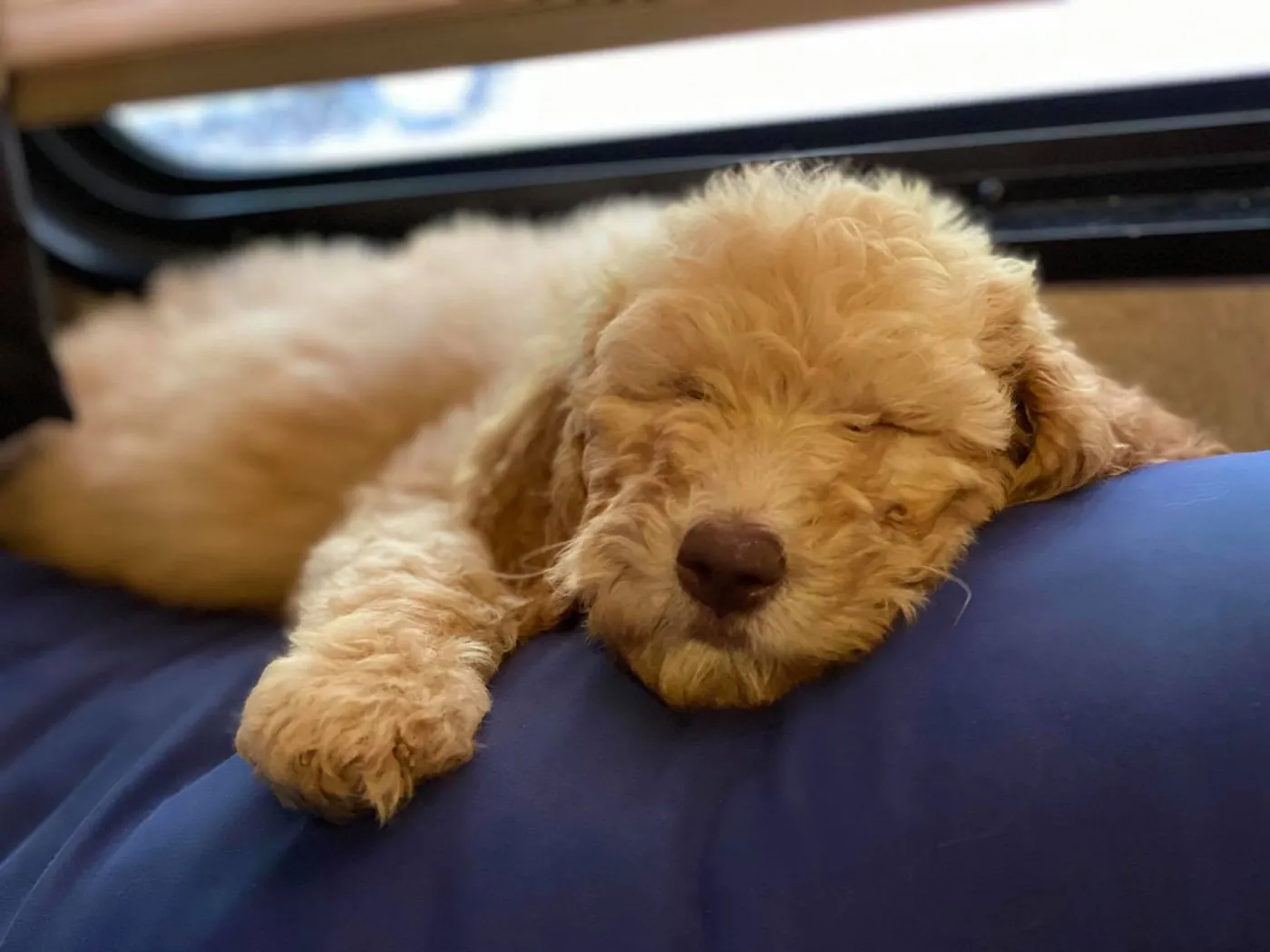 Sleepy apricot Goldendoodle puppy resting on a navy pillow