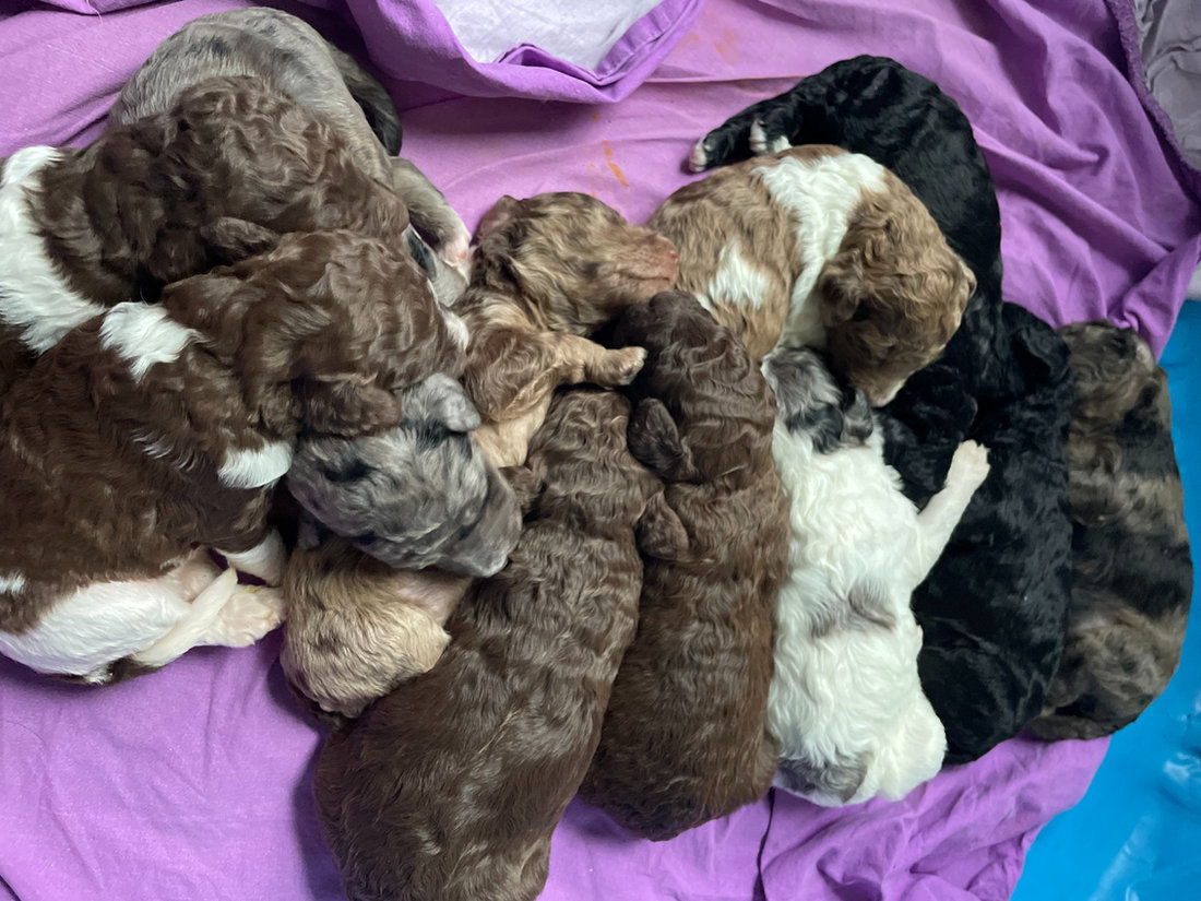 A Cocoa Doodles puppy from a past litter