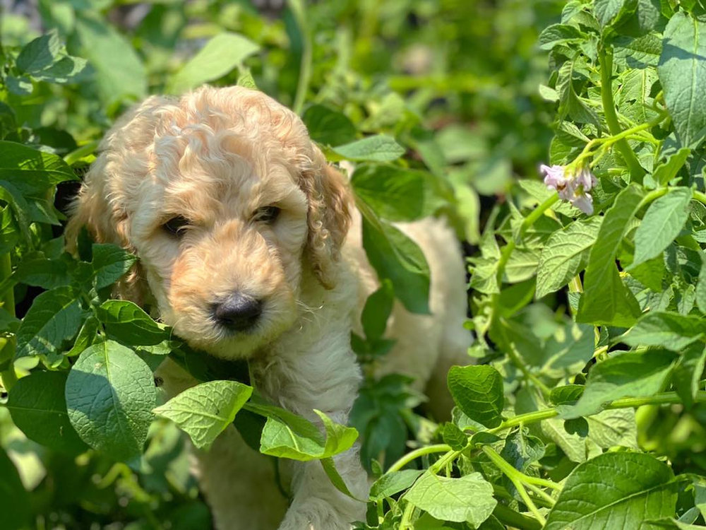 A Cocoa Doodles puppy ready for adoption