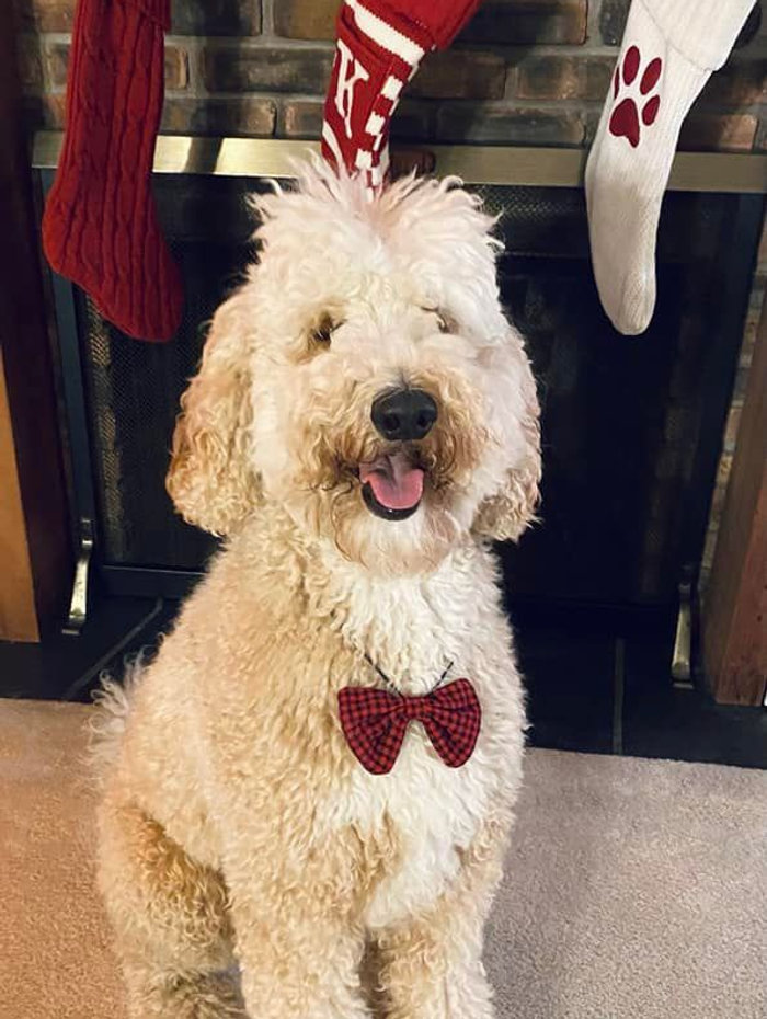 Bauer from the Tyler family