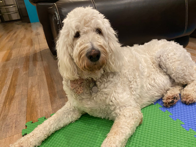 Bella, a white F1 Goldendoodle
