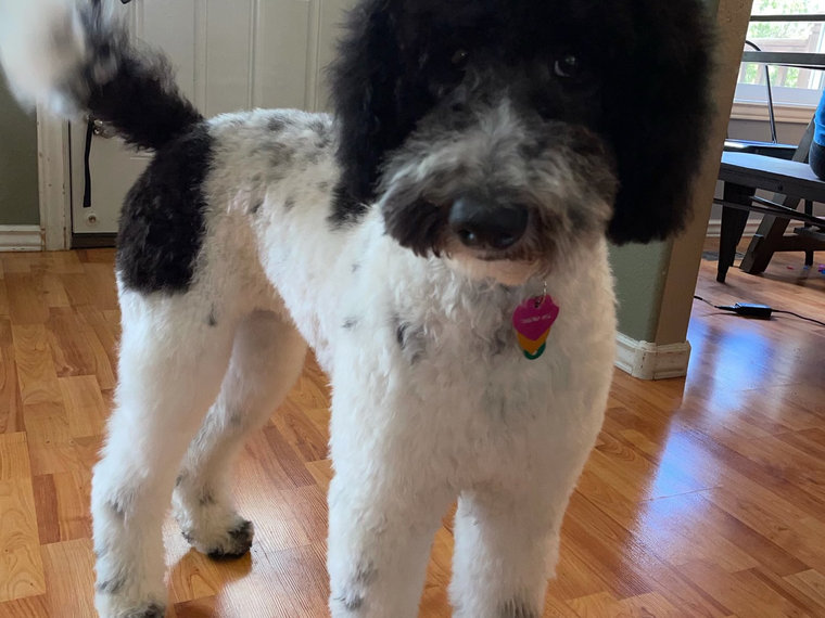 Clarabelle, a black and white parti multi-generation Goldendoodle