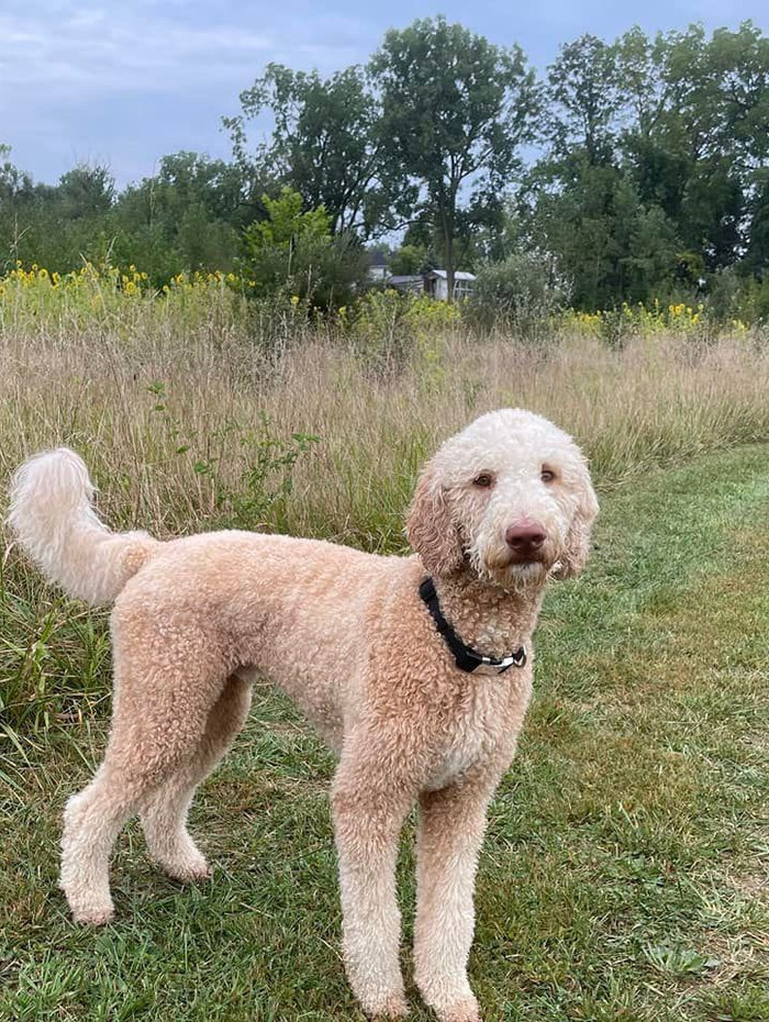 Duke from the Redmond family