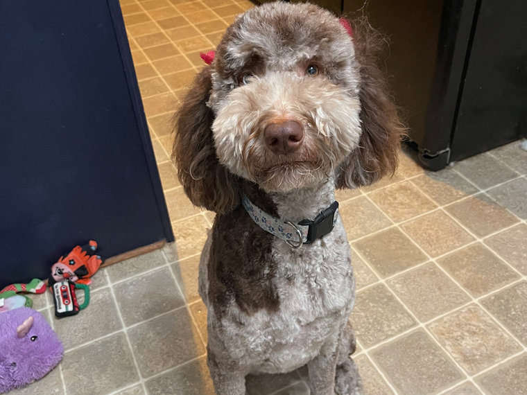 Gari, a chocolate merle multi-generation Goldendoodle