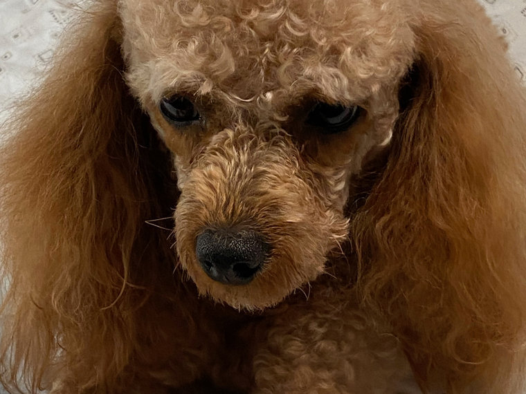 Gidget, a red Toy Poodle