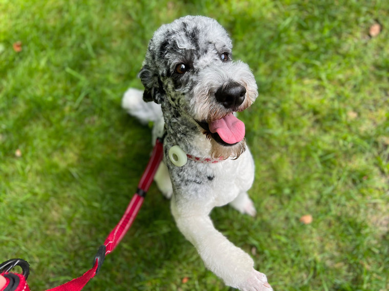 Kuzco, a blue merle moyen parti Poodle
