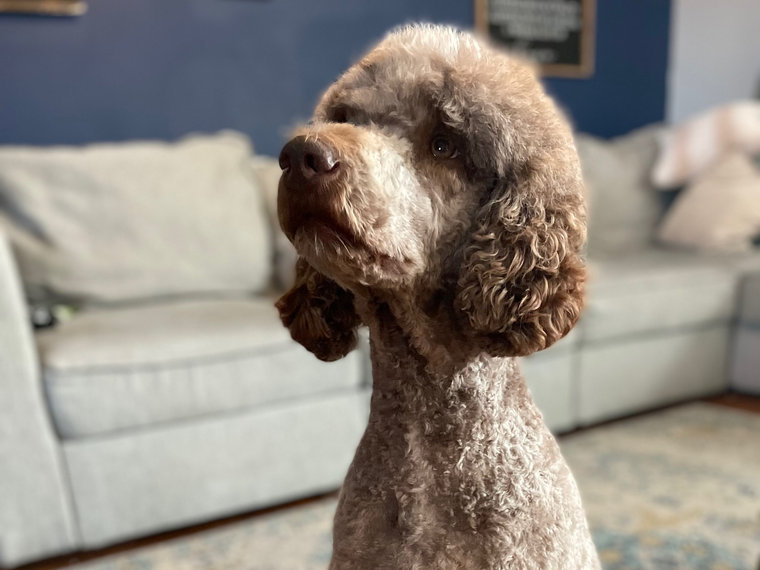 Maddie, a chocolate F1bb Goldendoodle