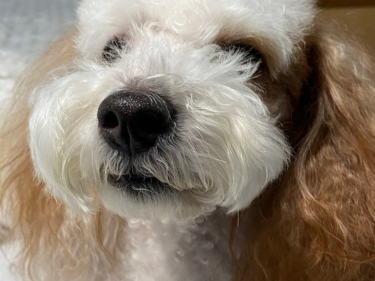 Sadie, a red and white parti micro mini Goldendoodle