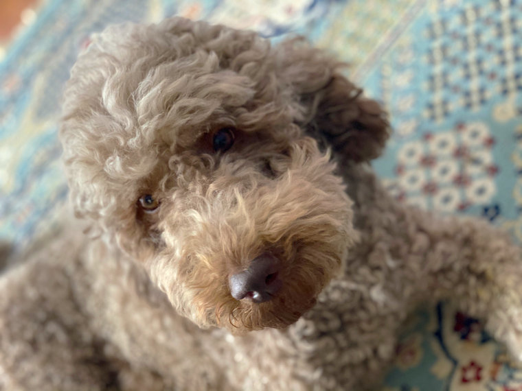 Shula, a chocolate F1bb Goldendoodle