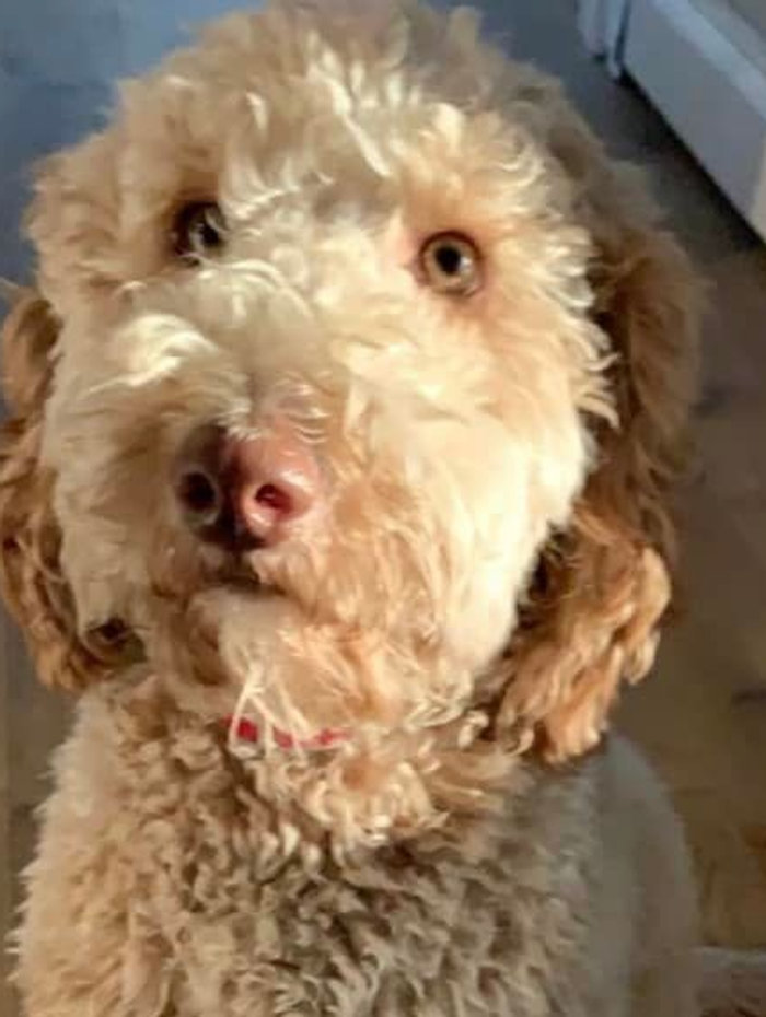 Stella from Renee F and family
