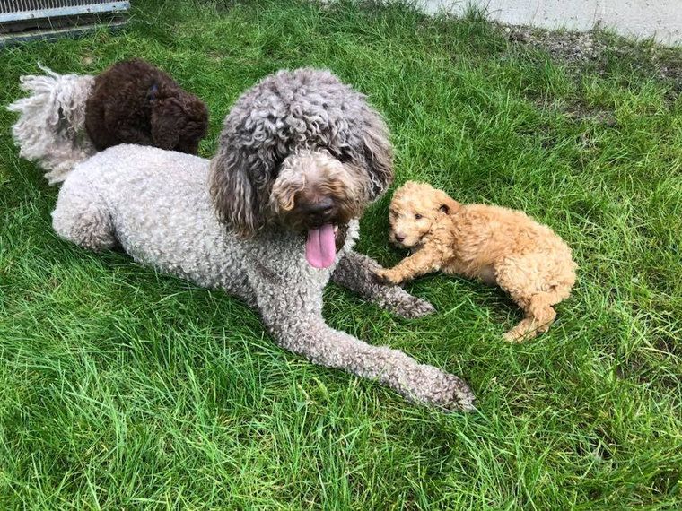 Willow, a chocolate F1b Goldendoodle